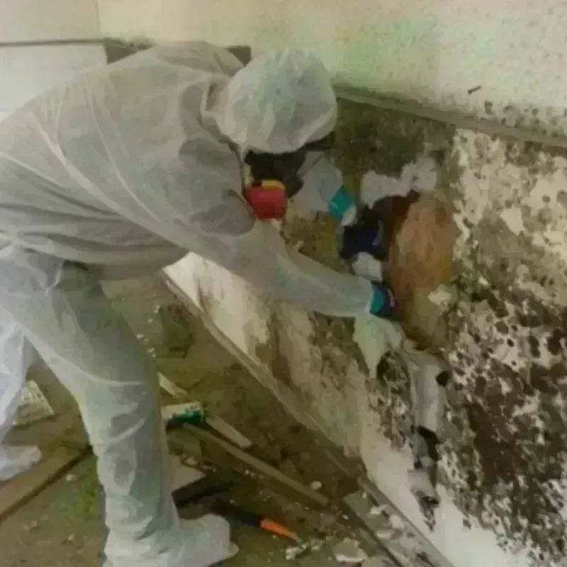 Mold Remediation and Removal in Tyler, TX